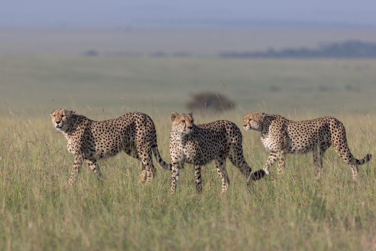 Tatu Bora masai mara kenya