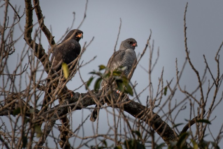 Gabar goshawk