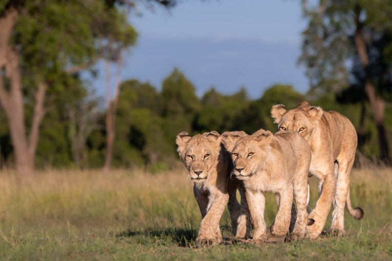 Yaya lioness and cubs marsh pride