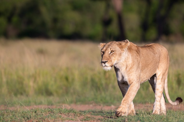 Pamoja marsh pride