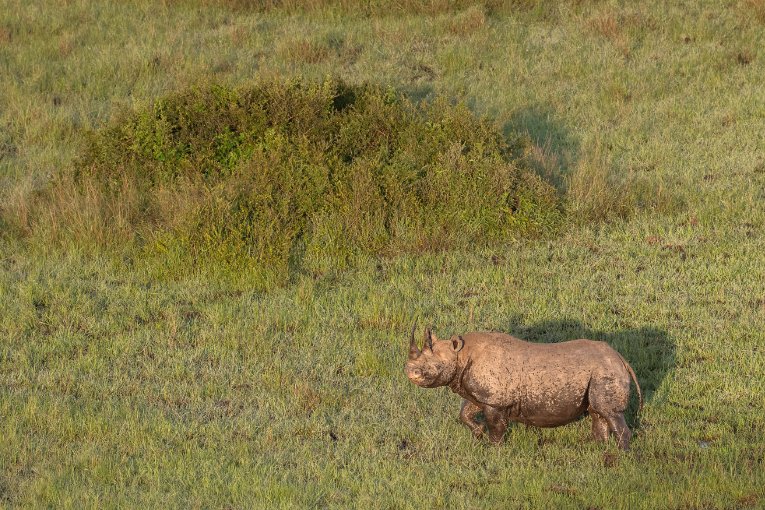rhino masai mara kenya