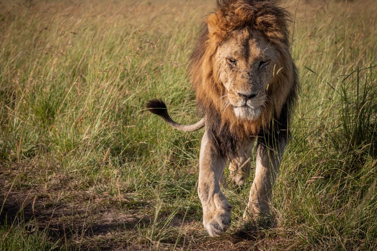 Logol marsh pride masai mara