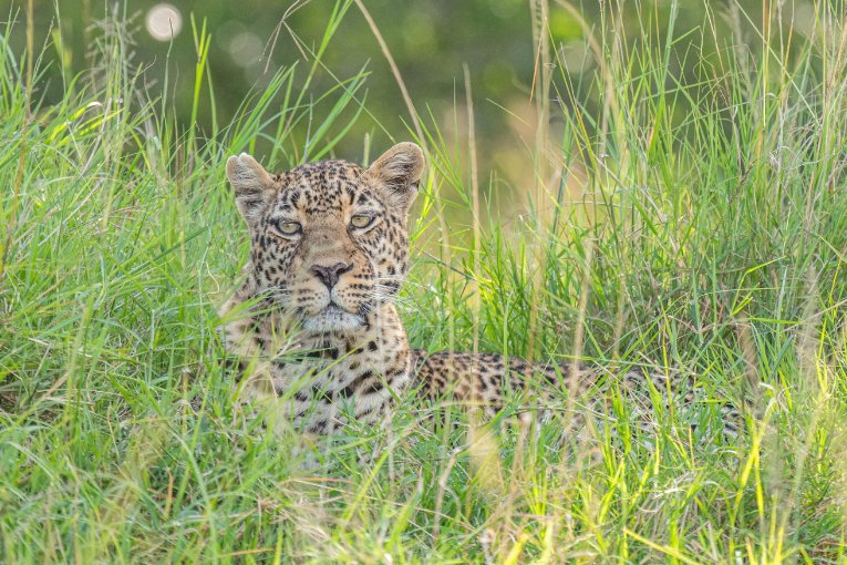 Romi leopard masai mara kenya