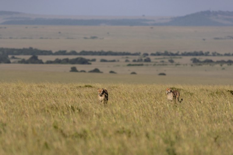 Tatu Bora masai mara kenya