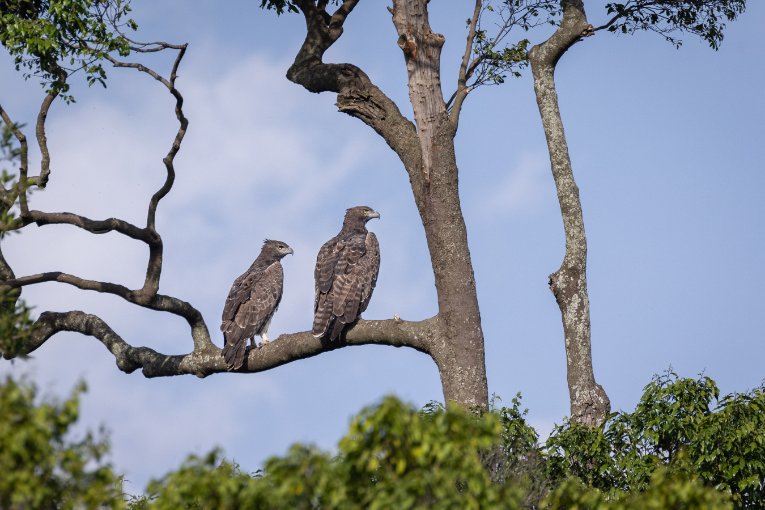 martial eagles masai mara kenya