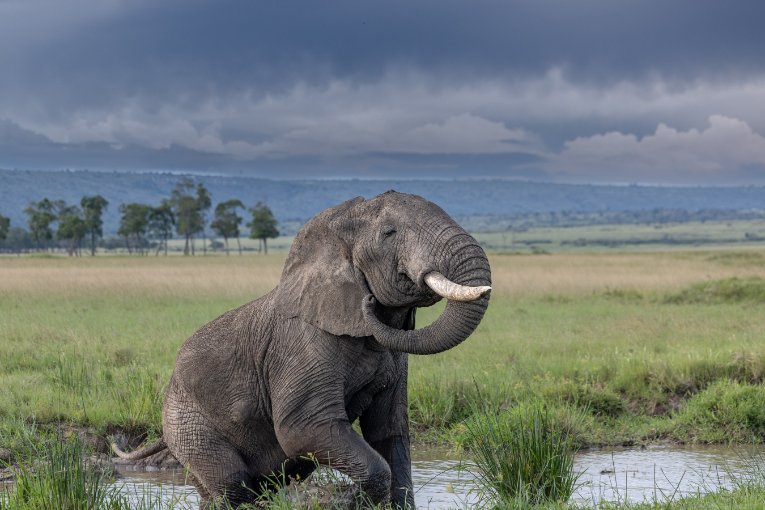 Blossom the elephant masai mara kenya