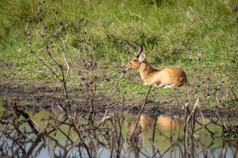 Male Bohor reedbuck