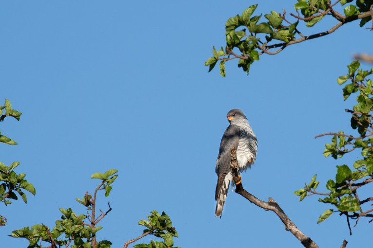 Ovambo sparrowhawk
