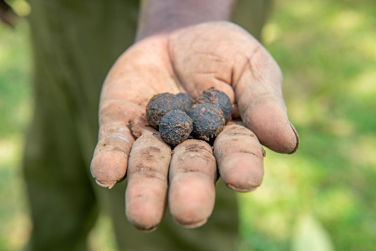 Seedballs Kenya