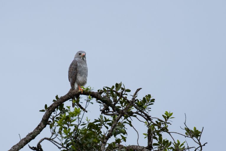 lizard buzzard bird masai mara