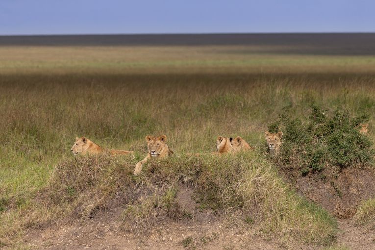 Paradise Pride masai mara 