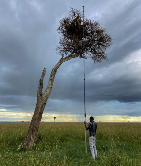 Unleashing the full potential of research for wildlife conservation ...