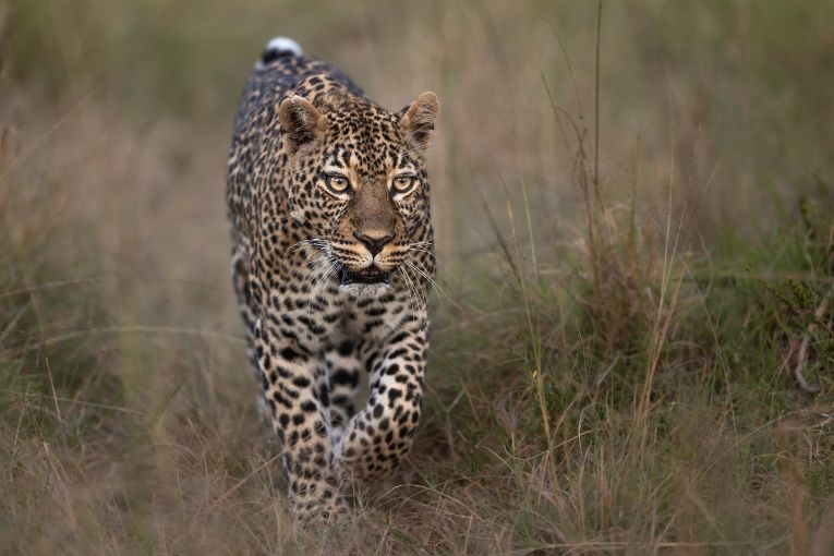 Romi leopard masai mara kenya