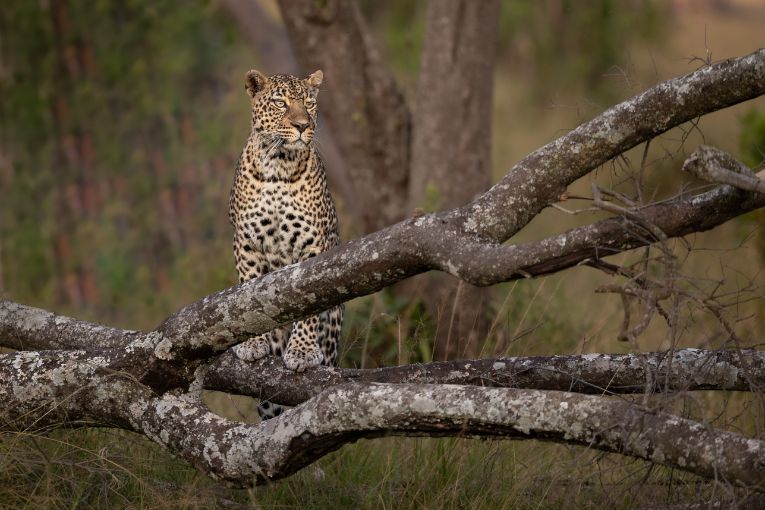 Romi leopard masai mara kenya