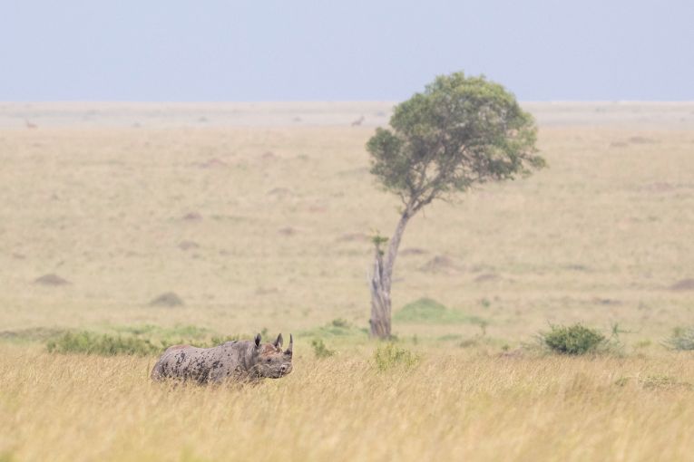 Black rhino Masai Mara