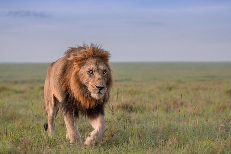 Logol lion Masai Mara Kenya