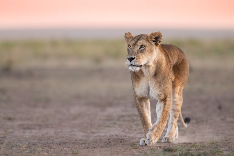 Yaya Marsh Pride lioness