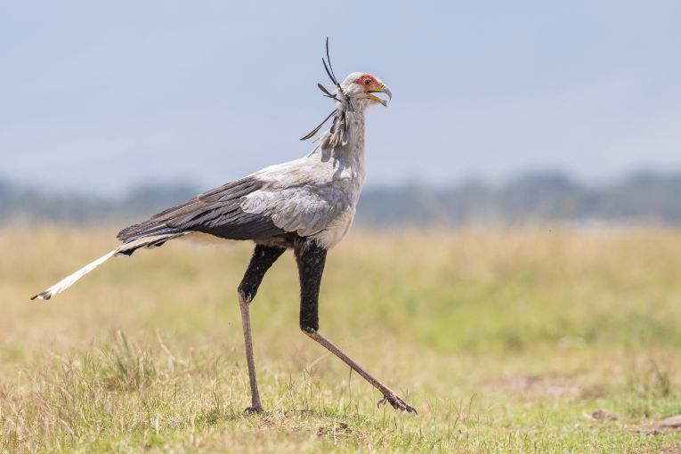 Secretary bird Masai Mara Kenya