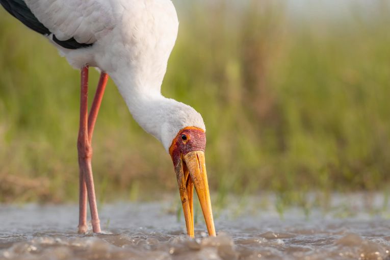 yellow-billed stork masai mara