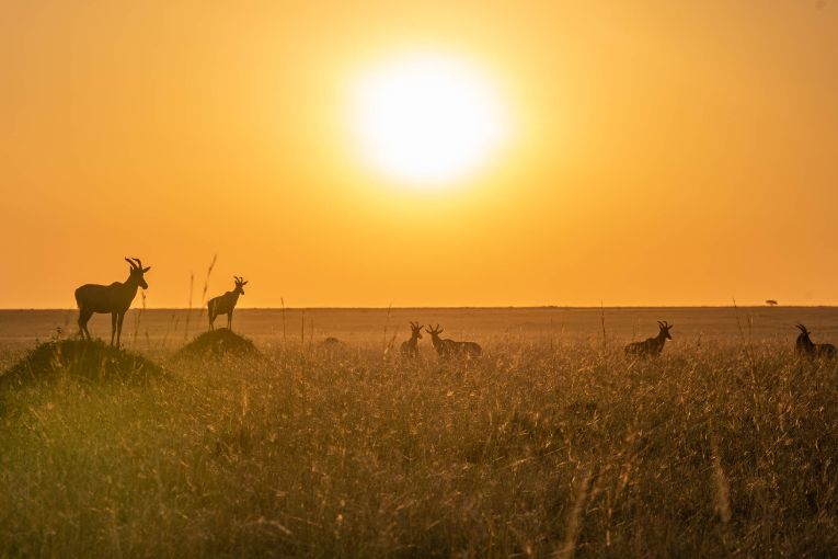 Sunrise Masai Mara