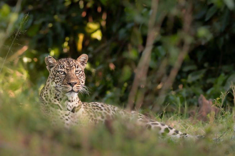 Romi leopard masai mara