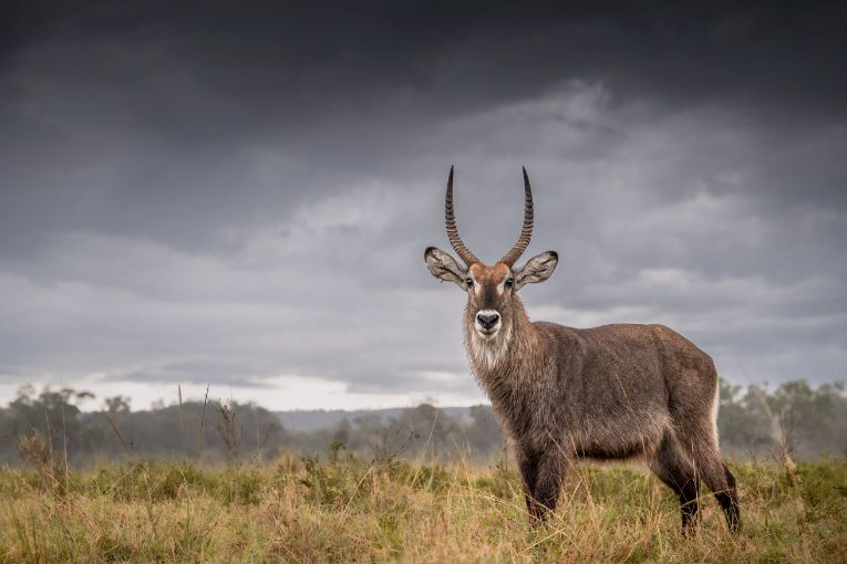 Waterbuck Masai Mara