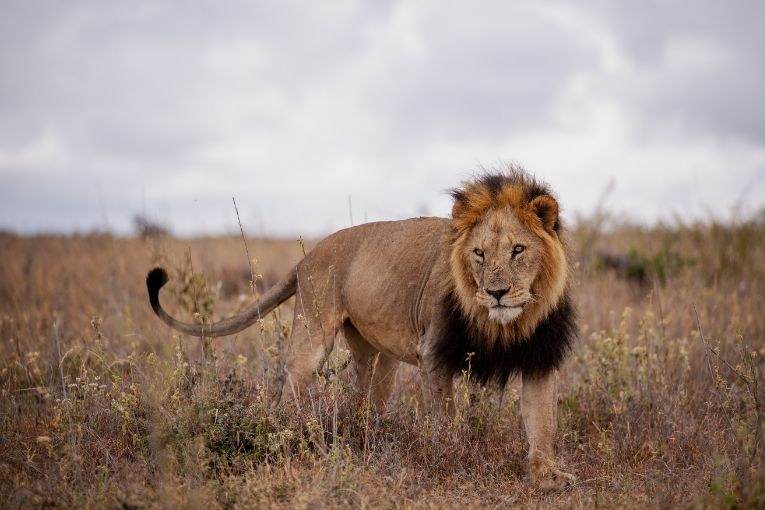 Lions Kenya safari 