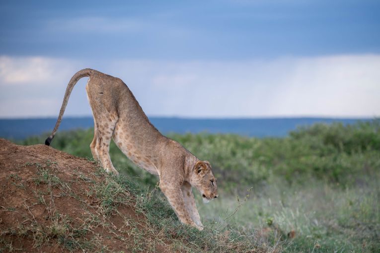 Lions Mugie Conservancy