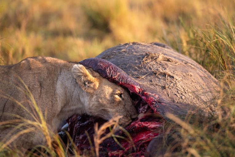 Yaya lioness Marsh Pride Kenya