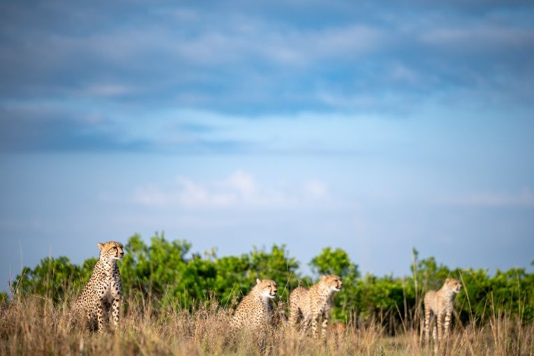 Cheetah Kweli and cubs