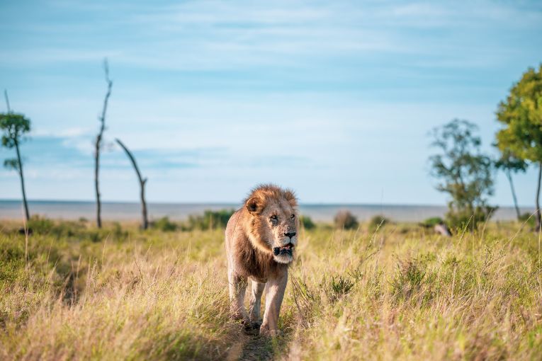 Kiok male lion Masai Mara