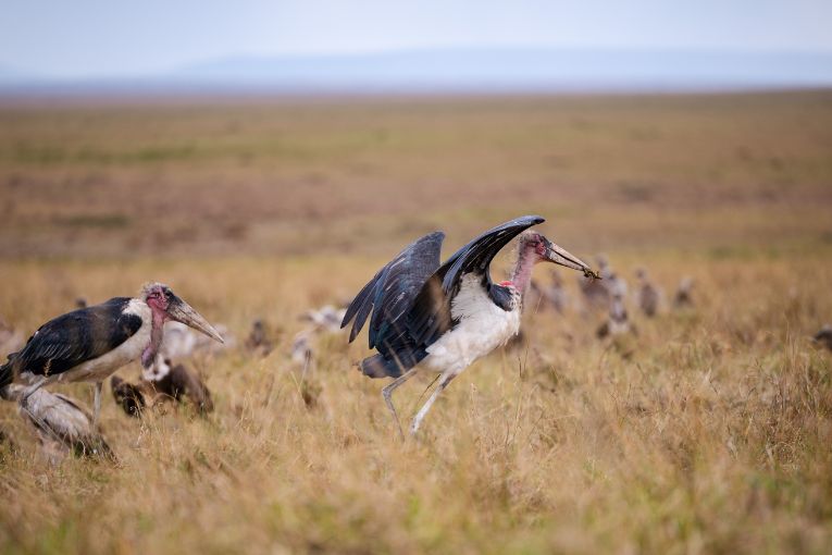 Marabou storks Masai Mara