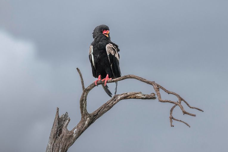 Bateleur Masai Mara Kenya