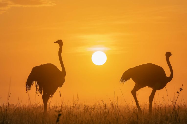 ostriches sunrise Masai Mara