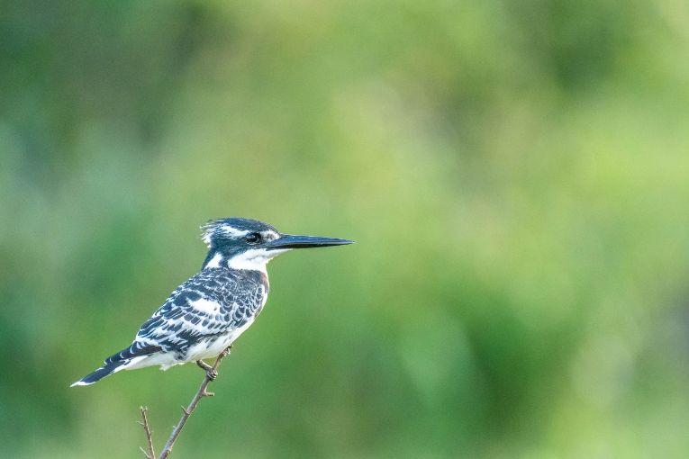 Pied kingfisher Masai Mara