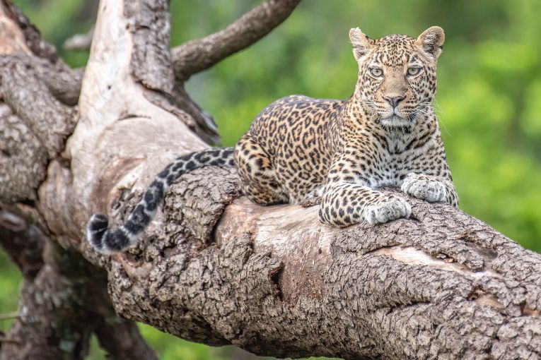 Romi leopard Masai Mara