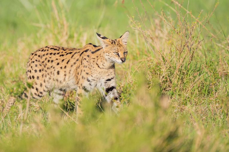 African serval Masai Mara Kenya