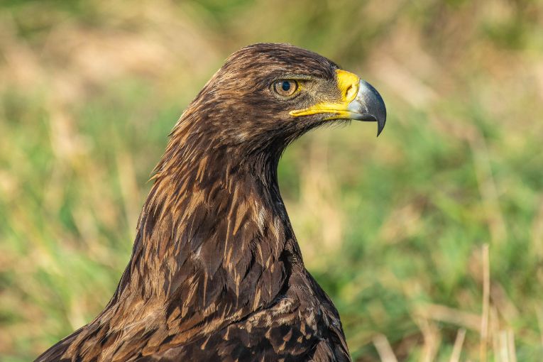 Tawny eagle masai mara