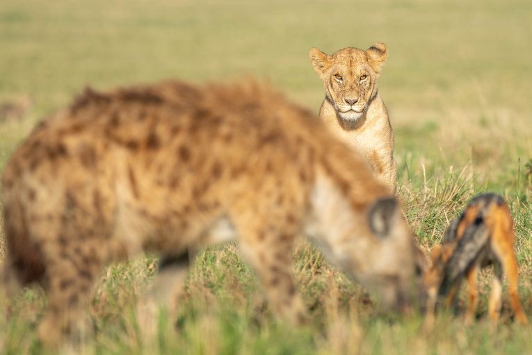 Topi Pride lions Masai Mara