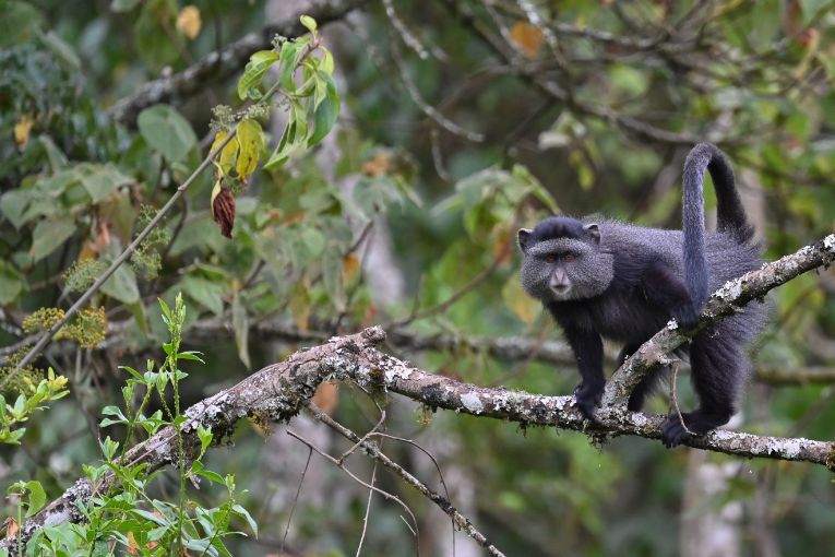 Stuhlmann’s blue monkey in the Eburru Forest