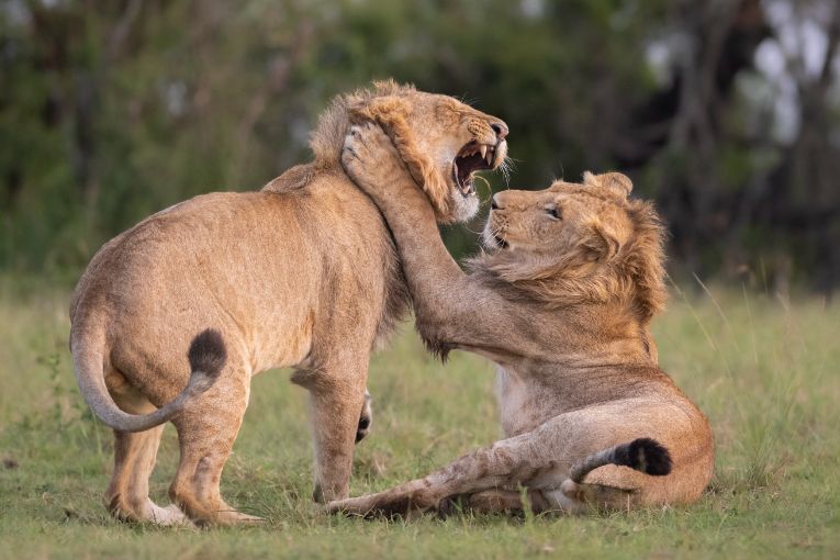 Marsh Pride of lions masai mara kenya