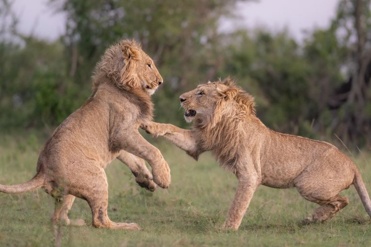 Marsh Pride of lions masai mara kenya