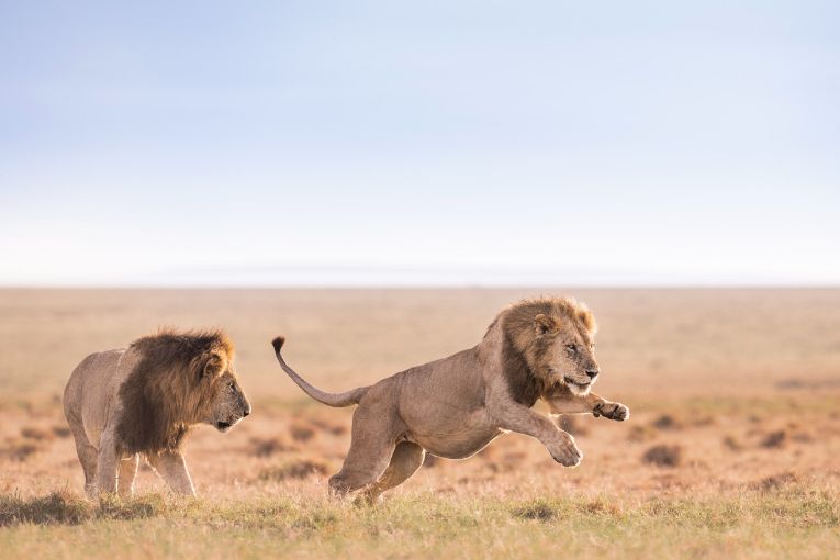 Bila shaka males masai mara 