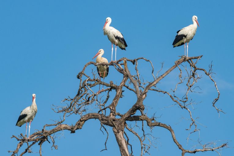 White stork masai mara Kenya