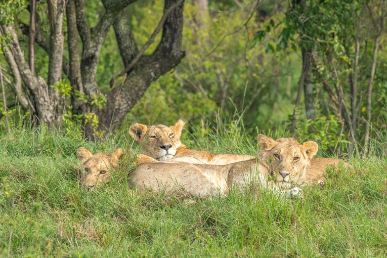 Yaya lioness and cubs masai mara kenya