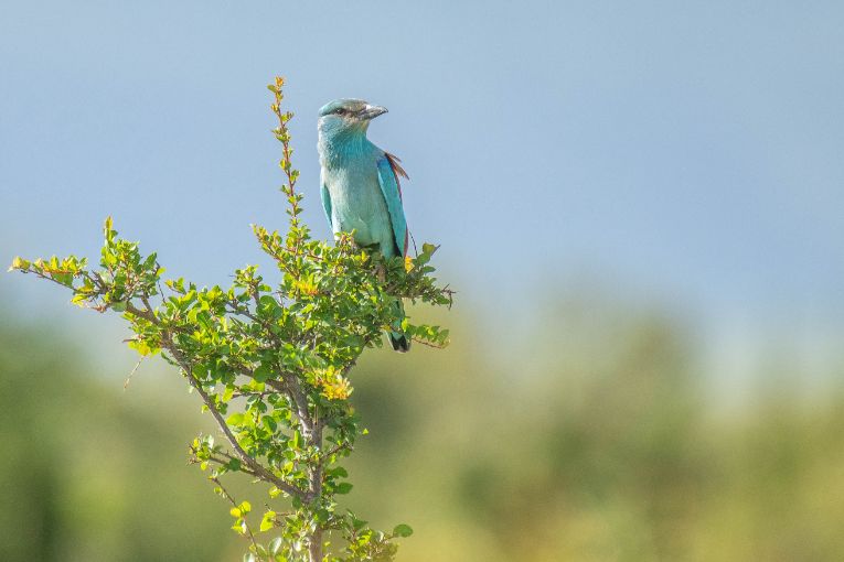 European roller masai mara