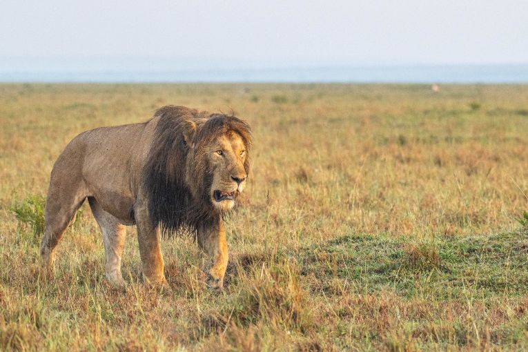 Haltail lion masai mara kenya 