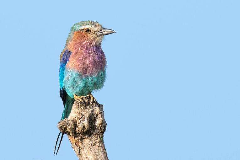 lilac-breasted roller