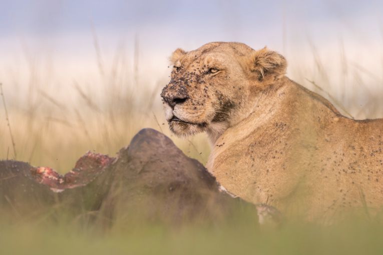 Yaya Marsh Pride of lions Kenya