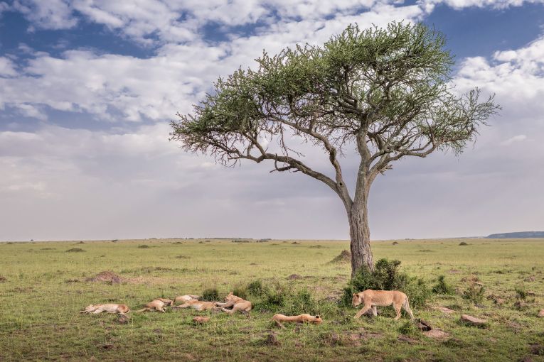 Paradise Pride Masai Mara Kenya